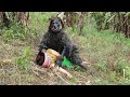 Upland Girl Meet Wolverine Monster Living In Forest