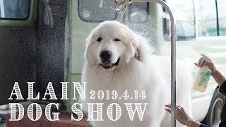 アランのドッグショー　東京南クラブ連合会展　Great Pyrenees　グレートピレニーズ