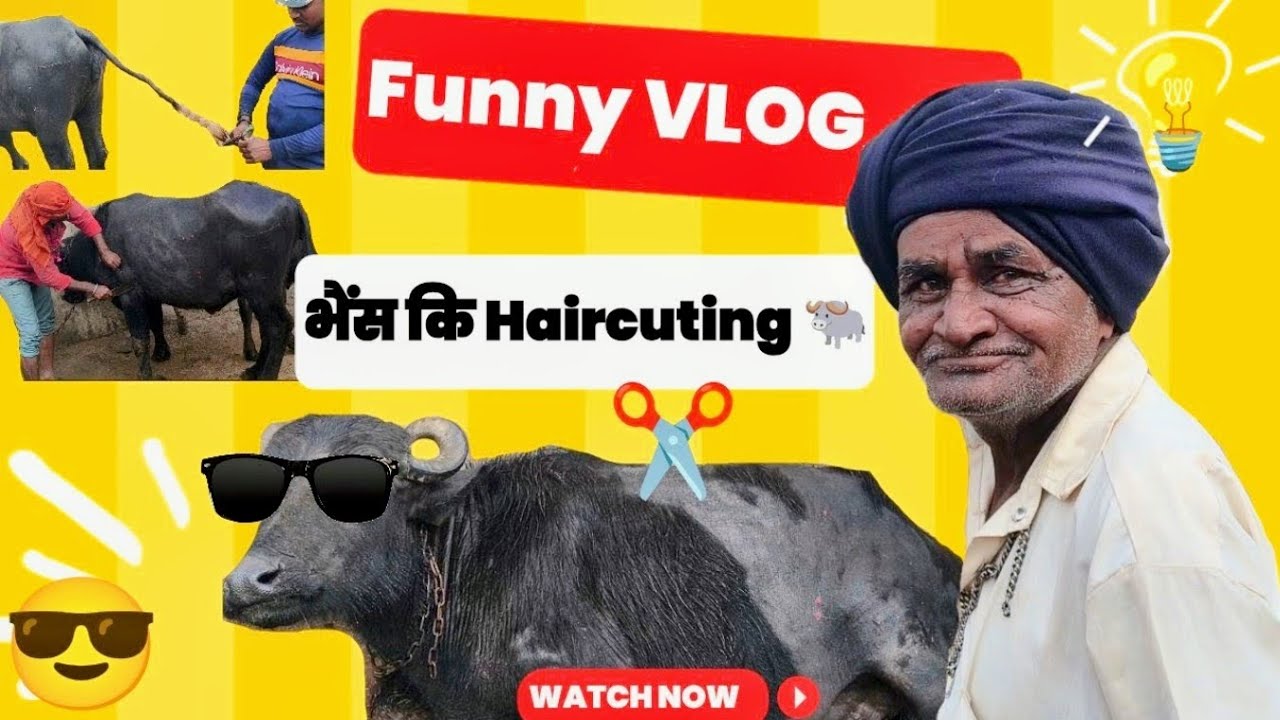 भैंस की HAIRCUTING ||Funny VLOG ✂️🐃💡||