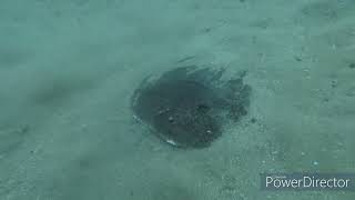 Marine Life Whie Scuba Diving In Camp Bay, Gibraltar.