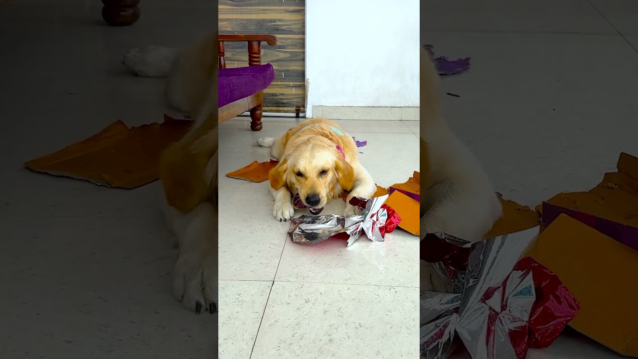 मेरा डॉगी घर का क्या-क्या सब कुछ क्यों खा लेता है😱 #funnydogs #shorts
