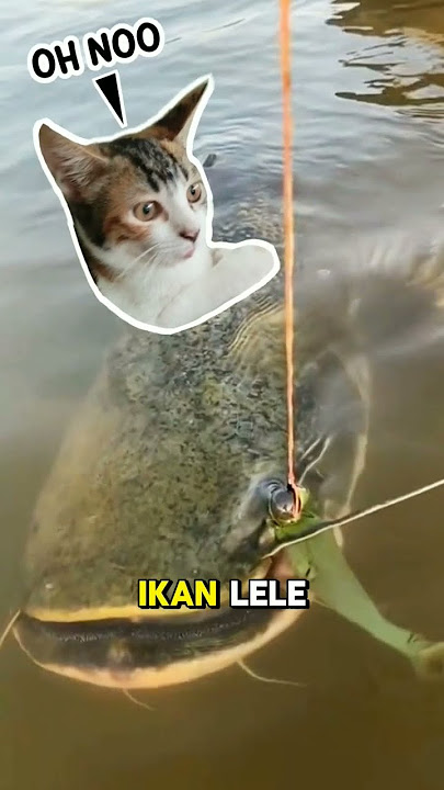 Ikan lele lebih besar dari pemancing #fishing #mancing #trending #amazing