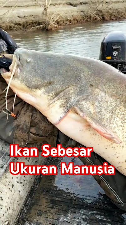 Ikan lele lebih besar dari pemancing #fishing #mancing #trending #amazing