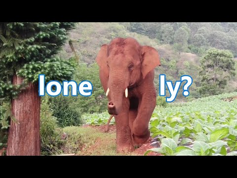 Video: Projek Lembah Elephant: Memulihkan Gajah Asia Kemboja 