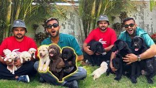 Rare Chocolate Color Labrador puppies in Haryana 😱