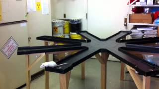 Radial Arm Maze