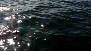 Dolphin off bow.avi
