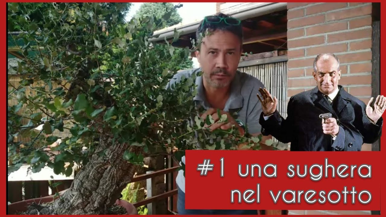 Una sughera nel varesotto parte 1