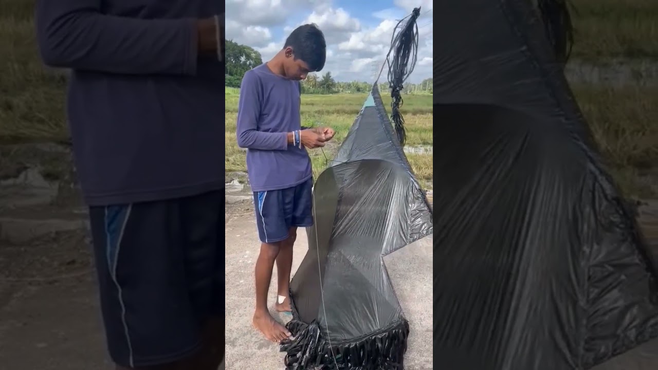 Kite 🪁  Black Peacock 🦚