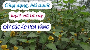 Cúc áo hoa vàng | thảo dược quý dần bị lãng quên