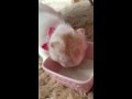 スコティッシュフォールドの子猫 おうちに来てから初めてのミルク