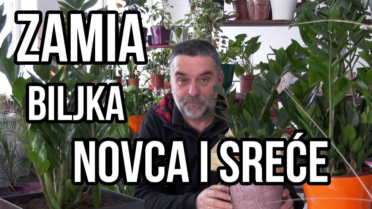 Zamia biljka novca i sreće