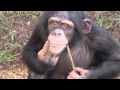 Laboratory Chimpanzee Released to Sanctuary