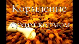 Кормление сухим кормом