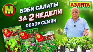 видео: Выращиваем 2 недели и ГОТОВО – Бэби Салаты на Подоконнике картинка: Выращиваем 2 недели и ГОТОВО – Бэби Салаты на Подоконнике