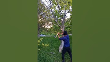 Tree branch cutting made easy / #shortsfeed #viral 🔥
