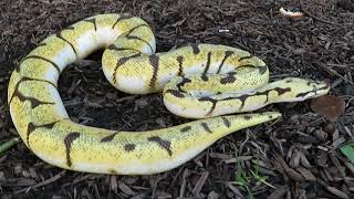 Famous Can Brian Gundy Selectively Breed The Wobble Out Of The Spider Project Profile