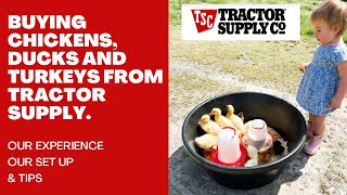 Our Tractor Supply Chick Day HAUL! 🐥 Ducks + Turkeys Too