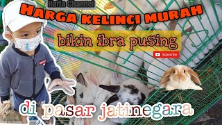 harga murah beli kelinci dipasar hewan jatinegara bikin pusing|beli semua kelinci jenis.........