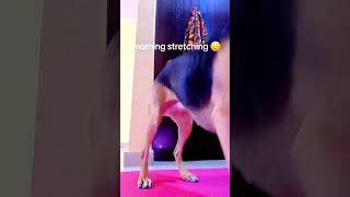 Morning Stretches With My Babygirl Phoebe