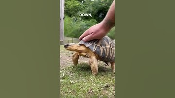 Turtle Shells Are More Sensitive Than You Think!