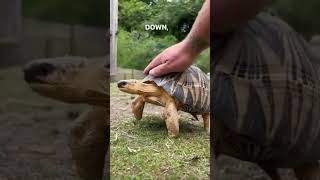 Turtle Shells Are More Sensitive Than You Think!