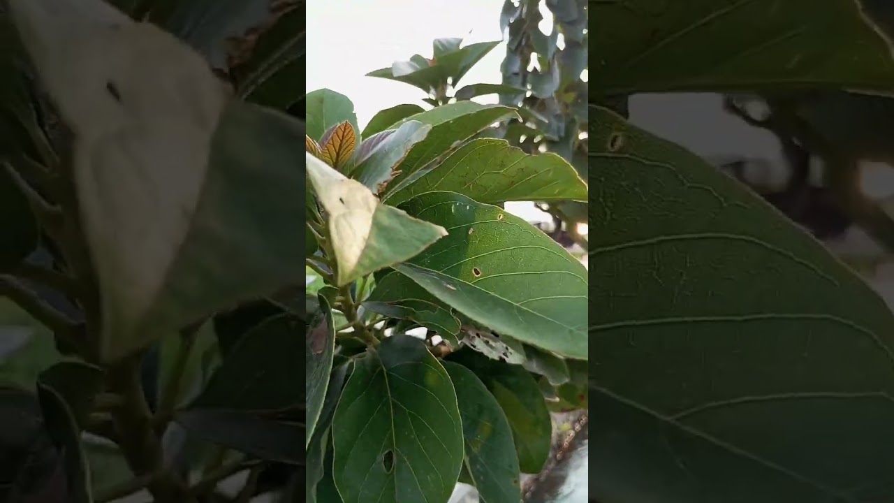 serangan hama white planthopper pada tanaman alpukat 