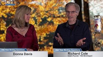 Where Should I Put Bird Feeders?