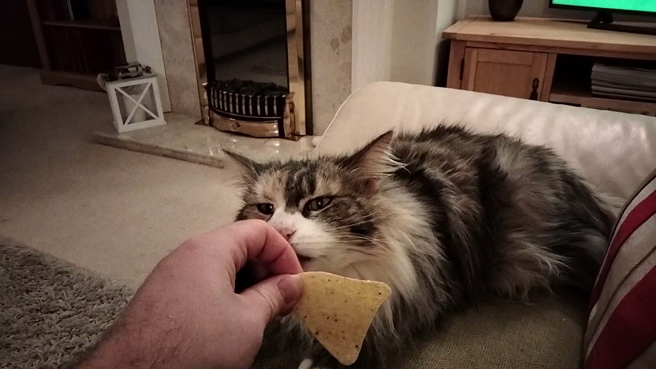 Norwegian forest cat eating doritos
