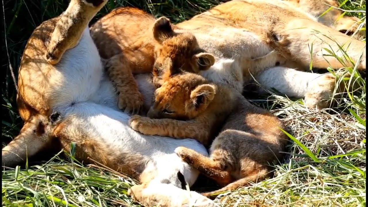 Lioness nursing cute cub's 