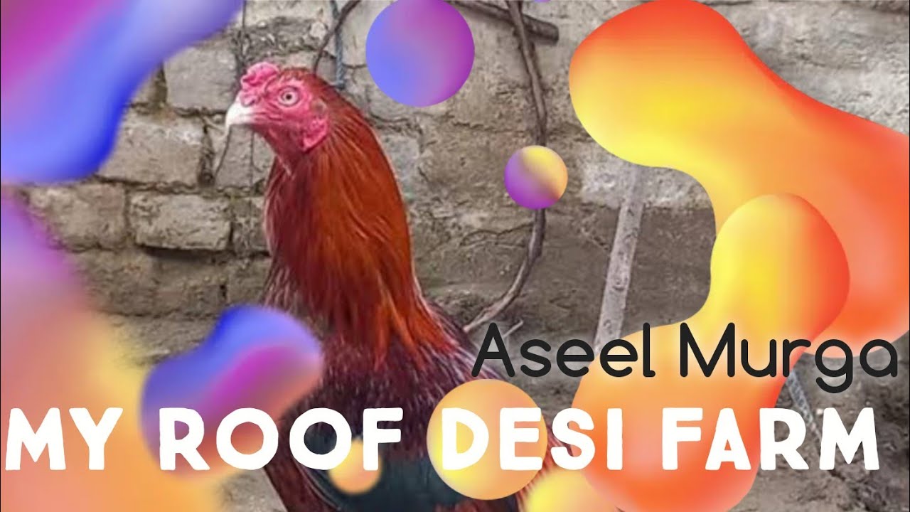 My Roof Desi Farm 🐔🦆 | Aseel Murga, Desi Murgi, Choozay. 