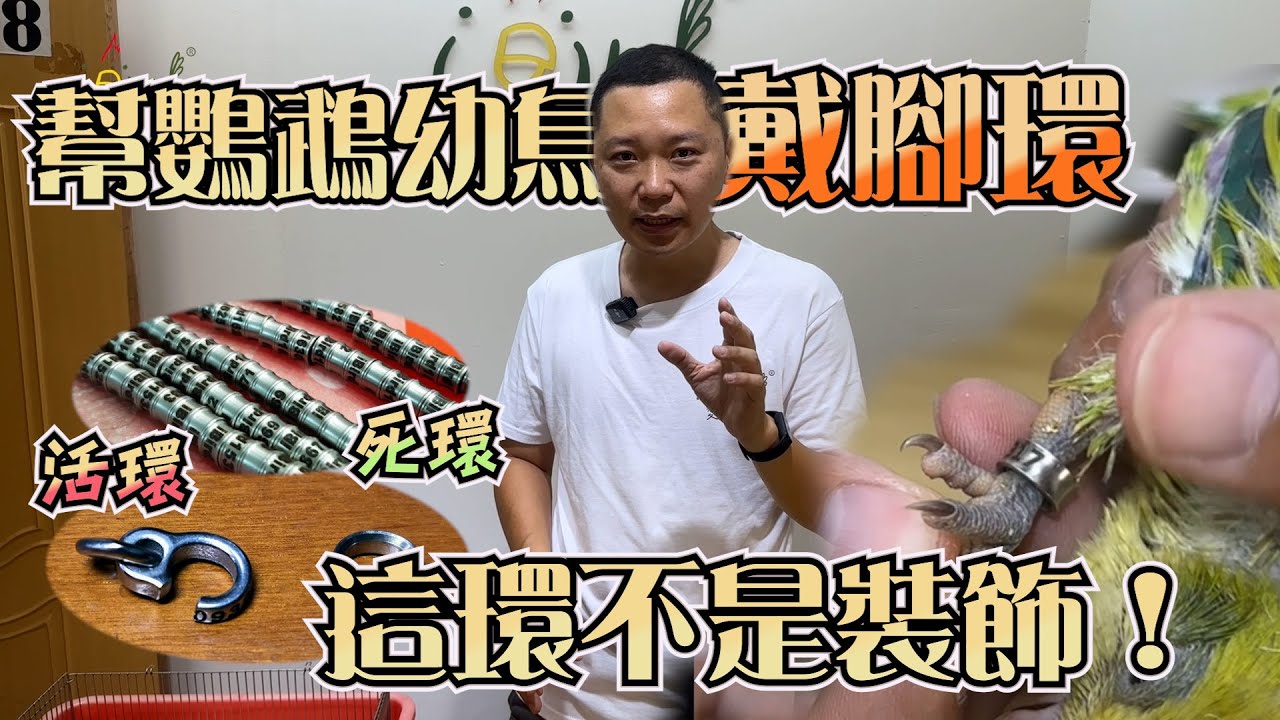 幫鸚鵡戴腳環竟然這麼難？！原來要這樣做才不會受傷！『小白鸚鵡飼養教學』