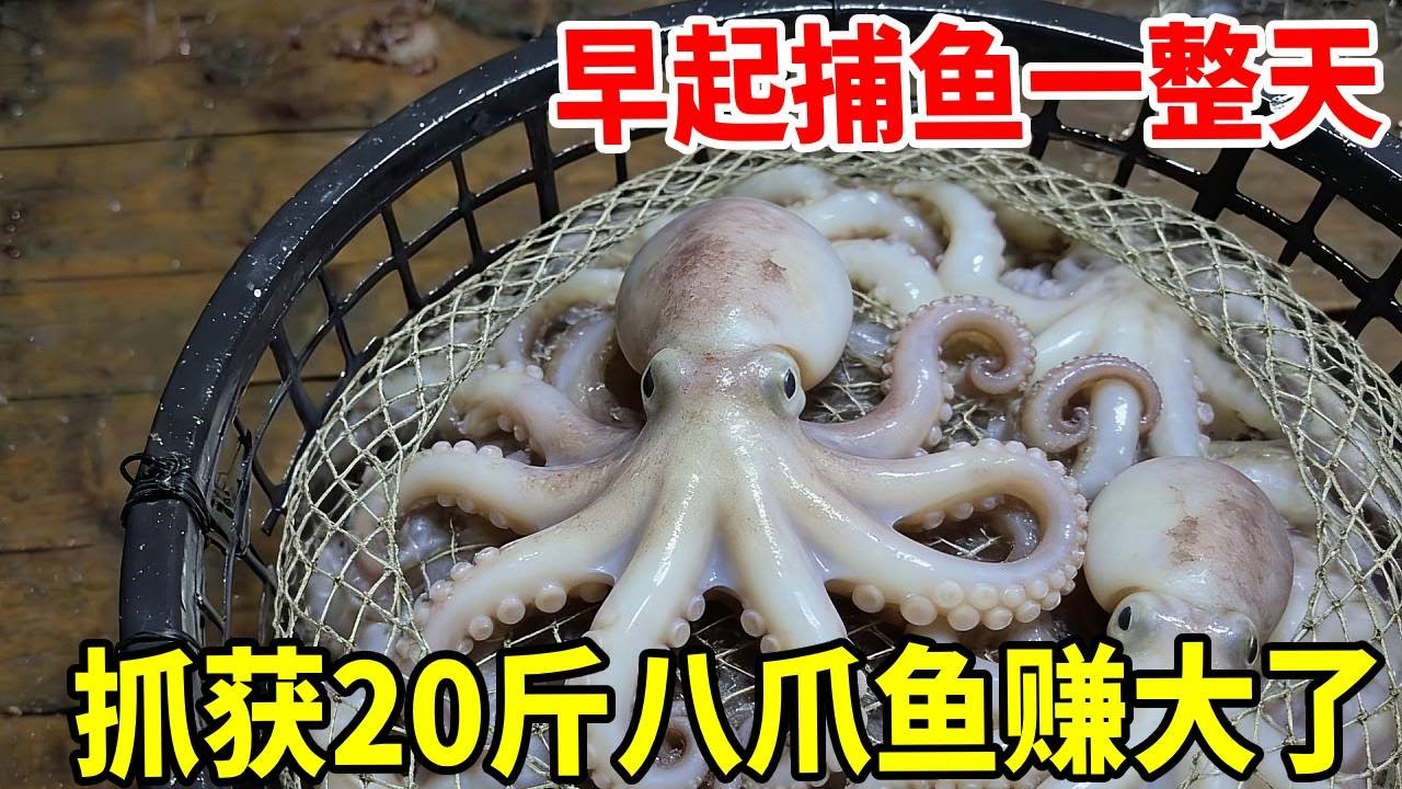 在外海捕鱼的第二天，每个网都是好几十斤渔获，八爪鱼都来了两个  #赶海  #海鲜 #户外