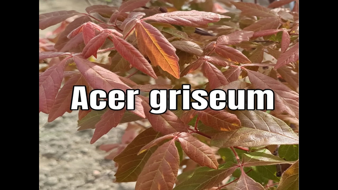 Acer griseum