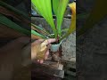 Hojas viejas en nuestras #plantascarnivoras Que hacemos?
