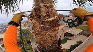 Rigging a palm tree with the STIHL 362