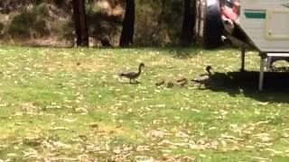 Wood Duck Pair Ducklings, Mother Of Duck Lagoon Free Camp