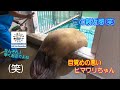 【セイウチ】寝起き不機嫌ヒマワリちゃんへの親近感(伊勢シーパラダイス/水族館)