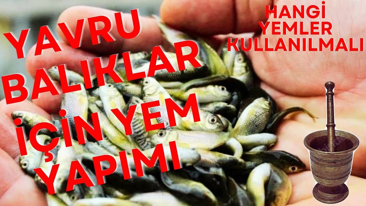 YAVRU BALIKLARIN BESLENME SIRLARI - ELiMDEKi YEMLERDEN YAVRU BALIKLARA YEM HAZILIYORUM-PÜF NOKTALAR