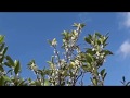 花ふたたび♪キム・ヨンジャ ☆新曲2018年8月1日🎤yoko_mitsu
