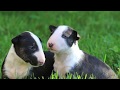 Miniatur Bullterrier - Die ersten Monate