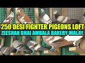 200 banarsi lalband ghaghray fighter gola pigeons loft zeeshan bhai ambala bakery kabooter larrayya