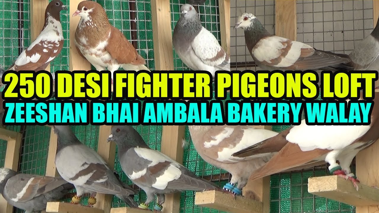 200 Banarsi Lalband Ghaghray Fighter Gola Pigeons Loft Zeeshan Bhai Ambala Bakery Kabooter Larrayya