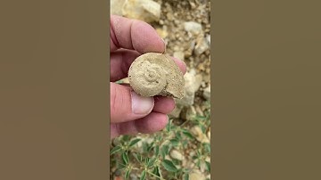 Found this perfect little Gastropod fossil at a Texas construction site