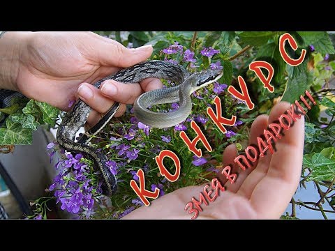 полоз змея на урале КОНКУРС!!! Выиграй змею: полозенка Blue Beauty! Малыш с родителями в одном видео
