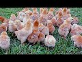 Rhode Island red (RIR) || chicks 6 weeks old