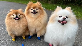 The Pomeranian Pilgrimage A Journey To The Worlds Cutest Dogs