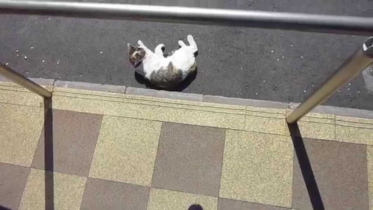三毛猫の「あめちゃん」 初春の陽気に満足 The cute Japanese Tortoiseshell cat Ame chan Happy