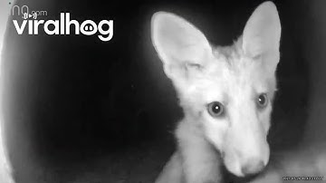 Fox Cub Takes Interest in Ring Camera || ViralHog