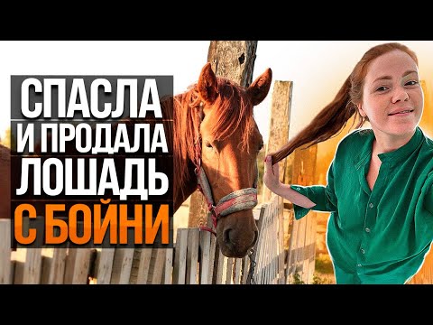 ПОЧЕМУ ПРОДАЛА ЛОШАДЬ, КОТОРУЮ СПАСЛА С БОЙНИ